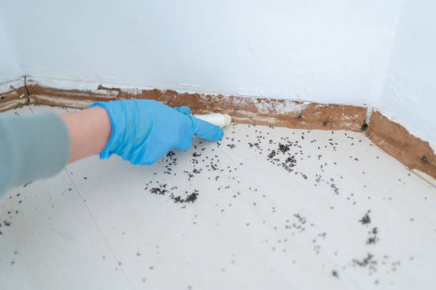 Best Wasp Removal Services  in Cape Coral, FL